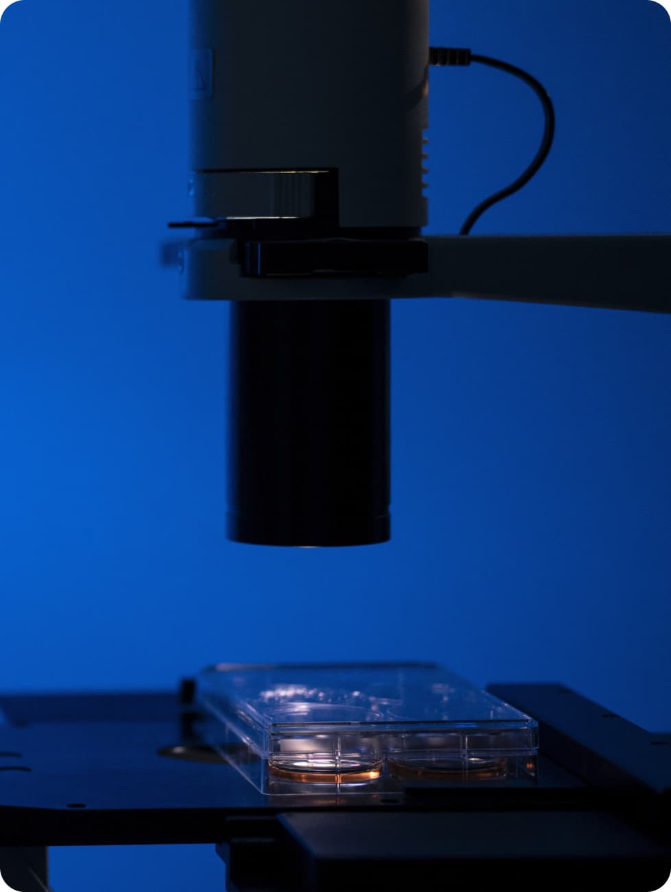Analisi di un campione al microscopio